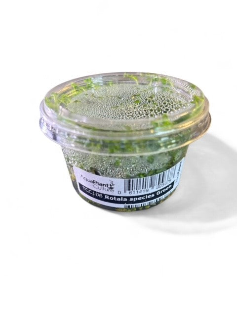 Tissue Culture Cup Rotala green
