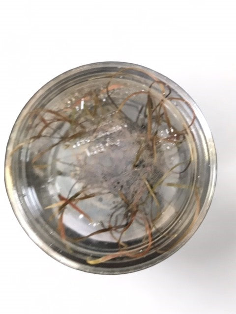 Tissue Culture Cup Cryptocoryne tonkinensis