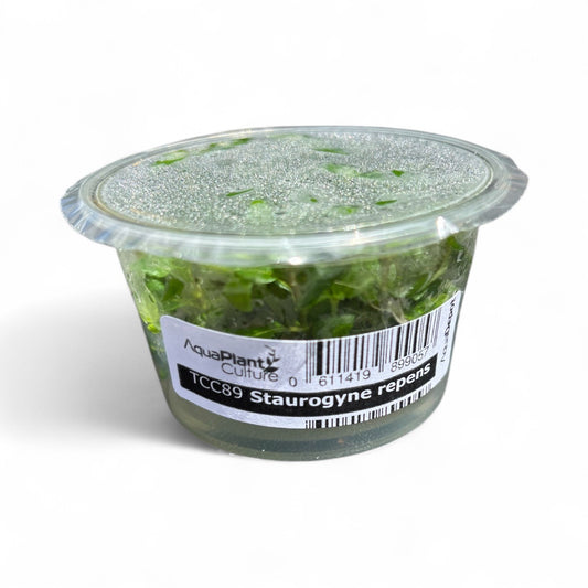 Tissue Culture Cup Staurogyne repens