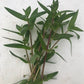 Nesea triflora