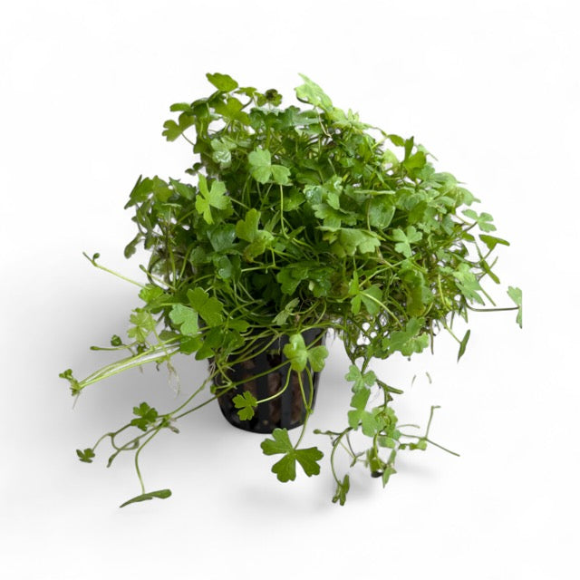 Hydrocotyle tripartita" mini japan'