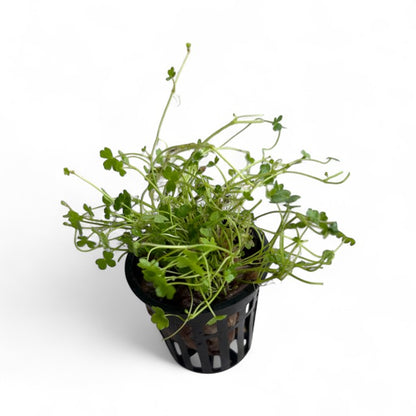 Hydrocotyle tripartita" Nano japan'