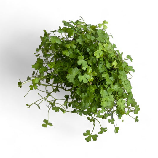 Hydrocotyle tripartita" mini japan'