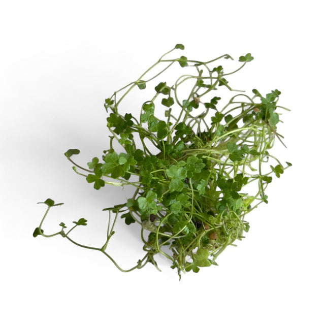 Hydrocotyle tripartita" Nano japan'