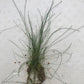 Eleocharis vivipara umbrella hair grass