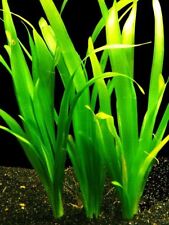Vallisneria giant jungle