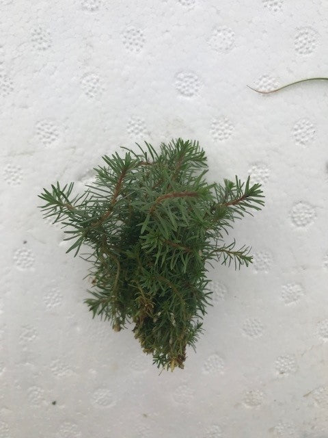 Rotala wallichii