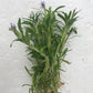 Heteranthera zosterfolia (Waterhedge)