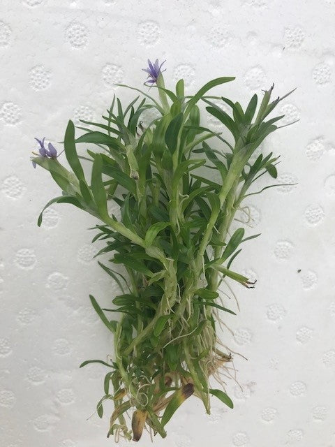 Heteranthera zosterfolia (Waterhedge)