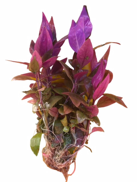Alternanthera reineckii Red Alt