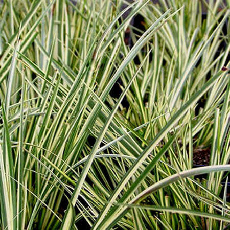 Acorus variegatus variegated rush