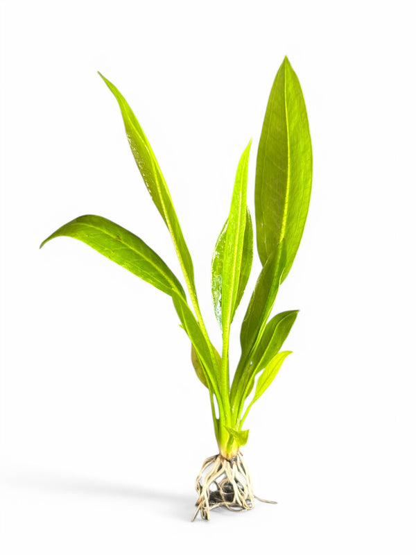 Echinodorus amazonica Amazon sword