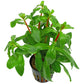 Ammania senegalensis Copper Leaf