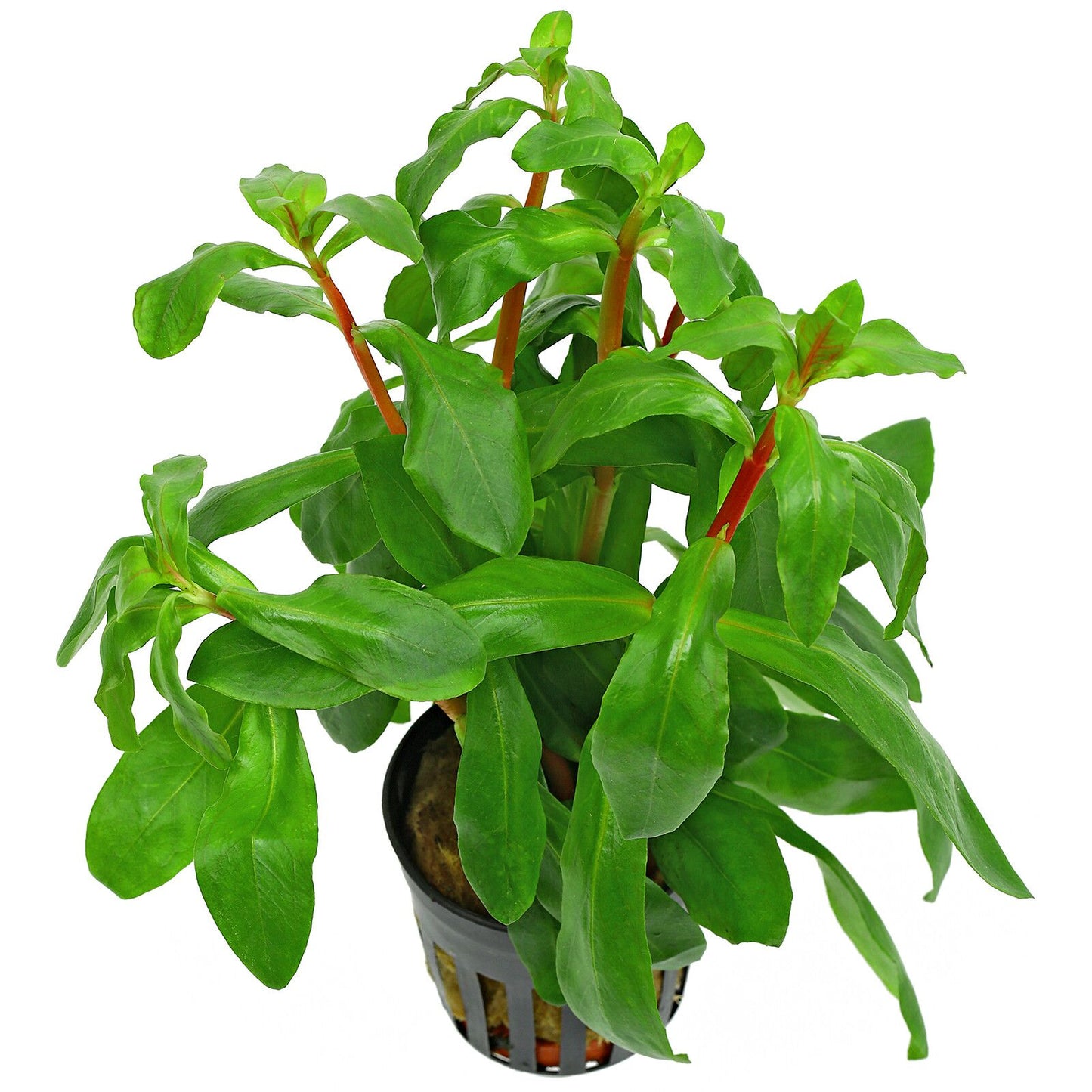 Ammania senegalensis Copper Leaf