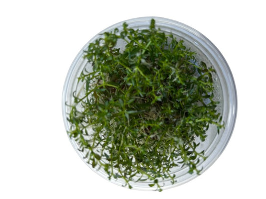 Tissue Culture Cup Ludwigia arcuata