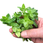 Bacopa sp japan medium serpyllifolia