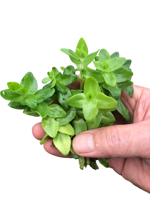 Bacopa sp japan medium serpyllifolia