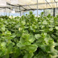 Bacopa caroliniana