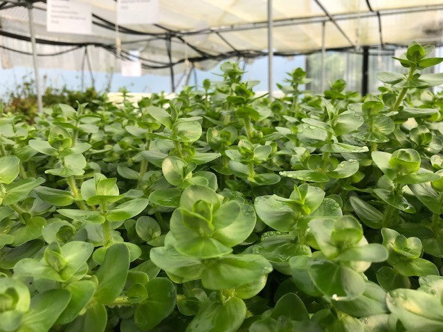 Bacopa caroliniana