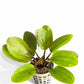 Echinodorus radican 'Big Bear'