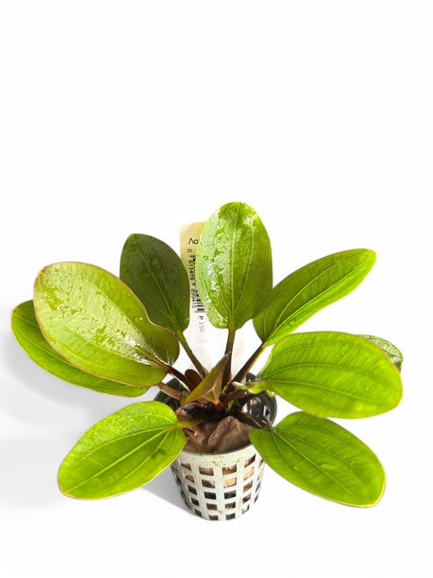 Echinodorus radican 'Big Bear'