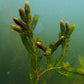 Ceratophyllum demersum (Foxtail)