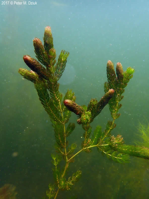 Ceratophyllum demersum (Foxtail)
