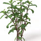 Hygrophila Ceylon