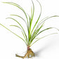 Cyperus helferi
