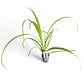 Cyperus helferi