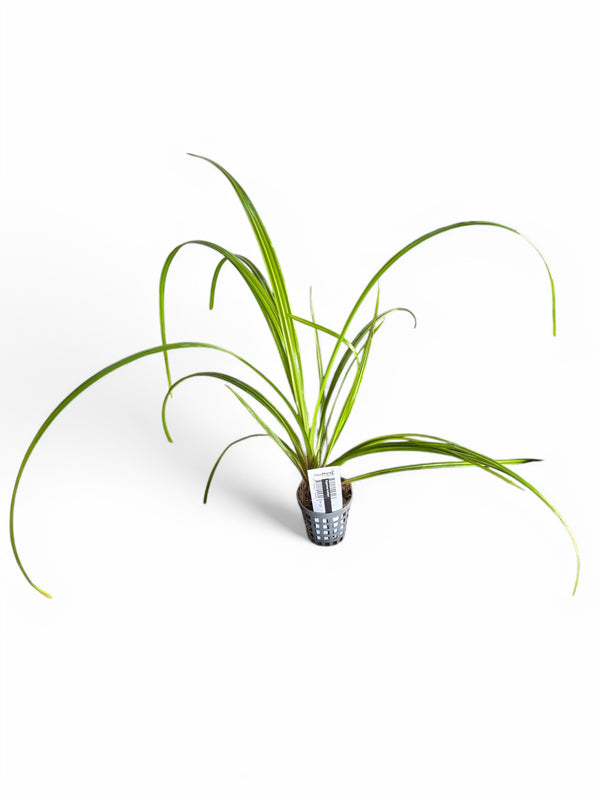 Cyperus helferi