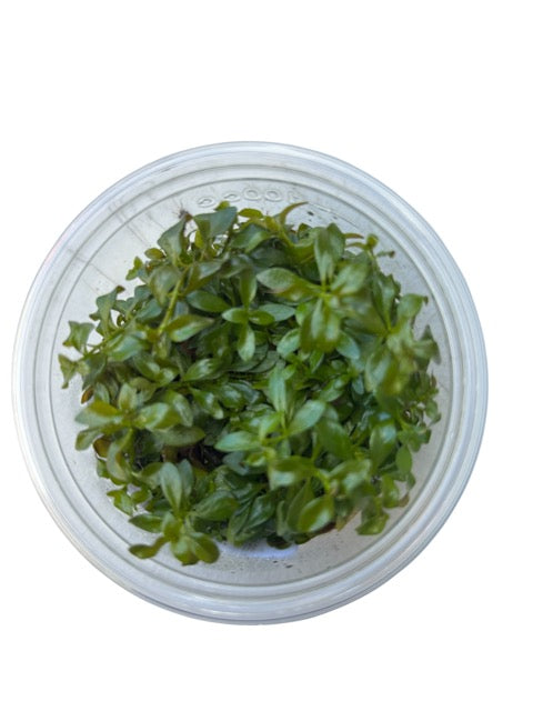 Tissue Culture Cup Ludwigia Dark Orange