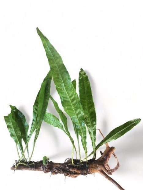 Decor Driftwood Java Fern
