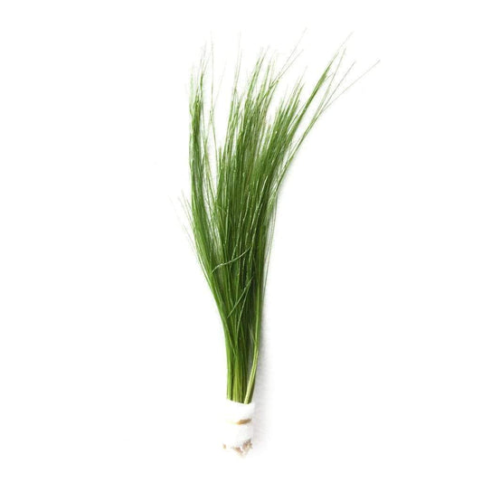 Eleocharis vivipara umbrella hair grass