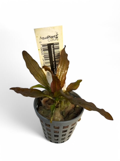 Echinodorus fancy twist