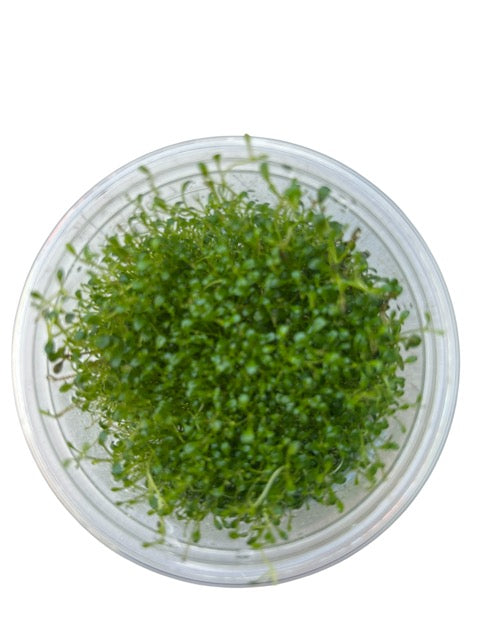 Tissue Culture Cup Glossostigma elatinoides