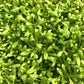 Glossostigma elatinoides