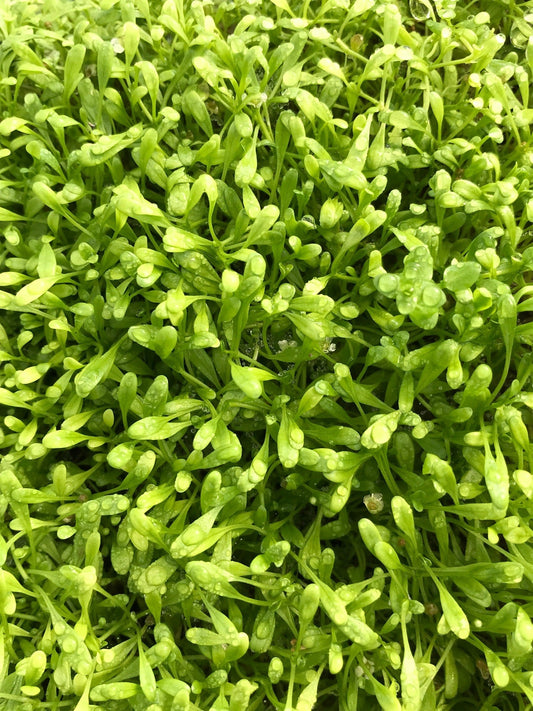 Glossostigma elatinoides