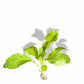 Samolus parviflorus green