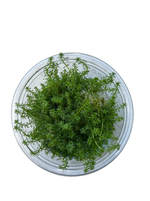 Tissue Culture Cup Myriophyllum guyana