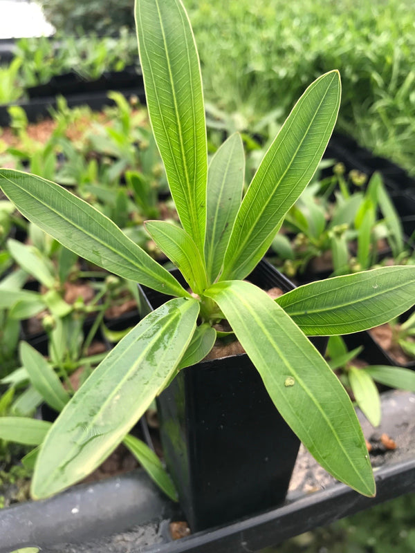 Echinodorus horemanii Green Horemanii