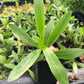 Echinodorus horemanii Green Horemanii