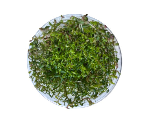 Tissue Culture Cup Rotala Vietnam H'ra
