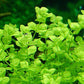 Hemianthus umbrosum "Baby Tears Broad"