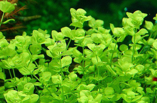 Hemianthus umbrosum "Baby Tears Broad"