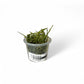 Java Moss Vesicularia dubyana