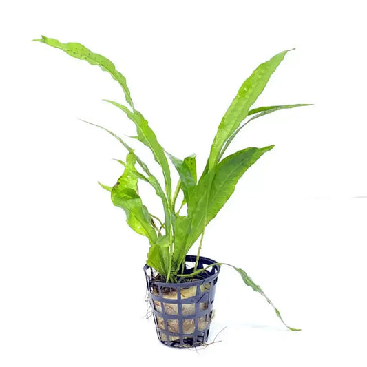 Microsorum pteropus Java Fern