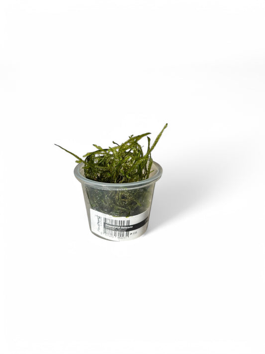 Java Moss Vesicularia dubyana
