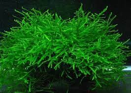 Java Moss Vesicularia dubyana