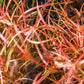 Juncus repens